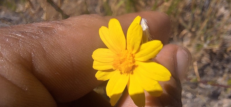 Ursinia punctata photo 6