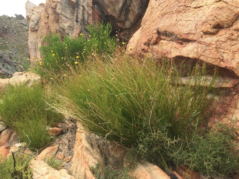 Ursinia punctata photo 7