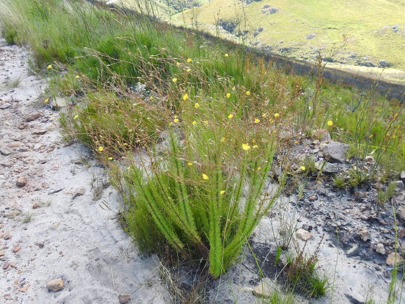 Ursinia punctata photo 8