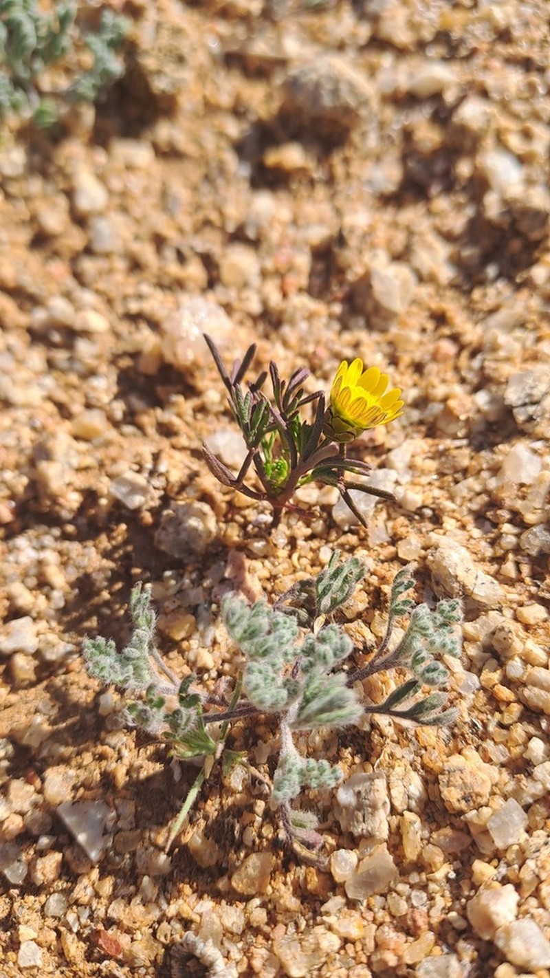 Ursinia pygmaea