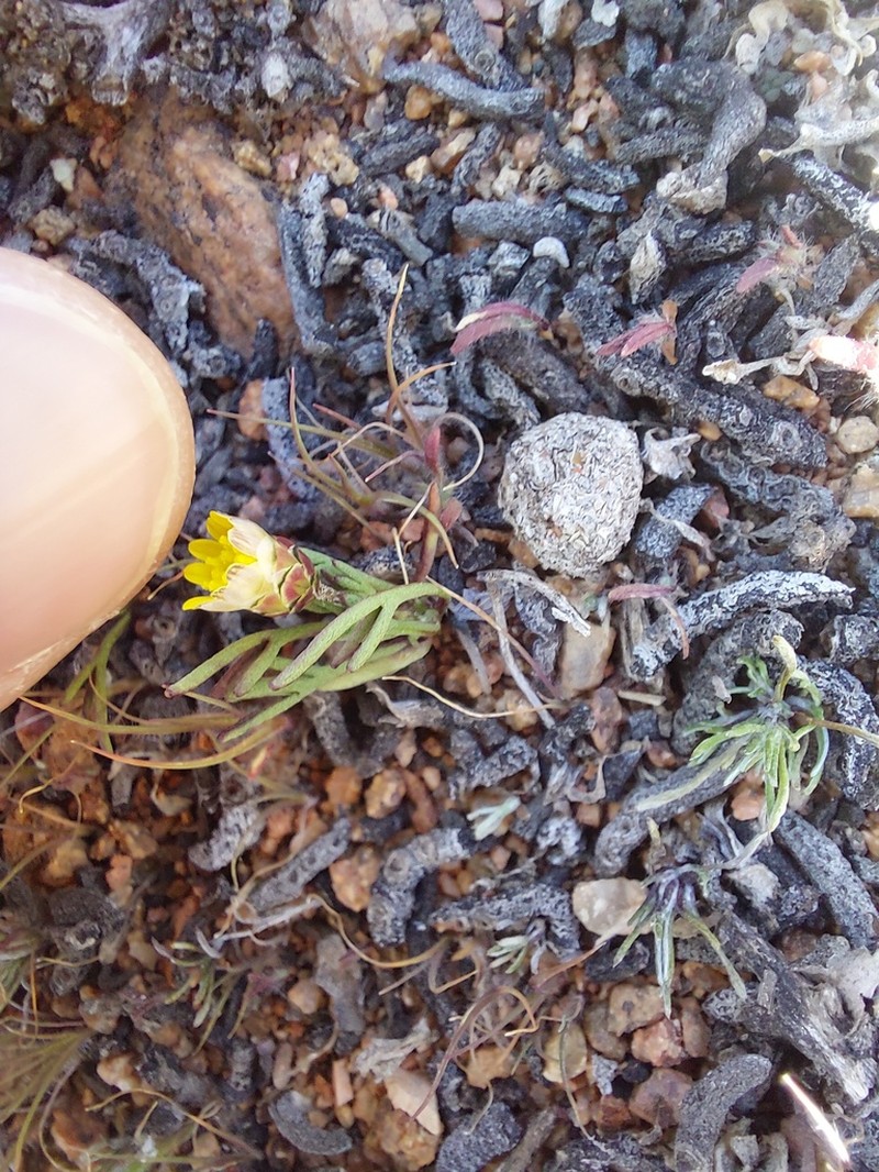 Ursinia pygmaea photo 3