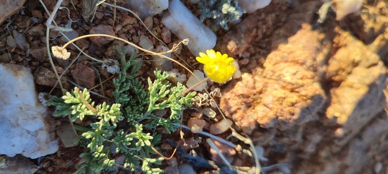 Ursinia pygmaea photo 4