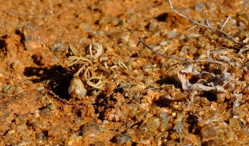 Ursinia pygmaea photo 5