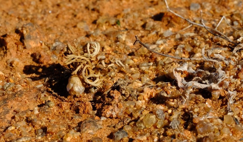 Ursinia pygmaea photo 8