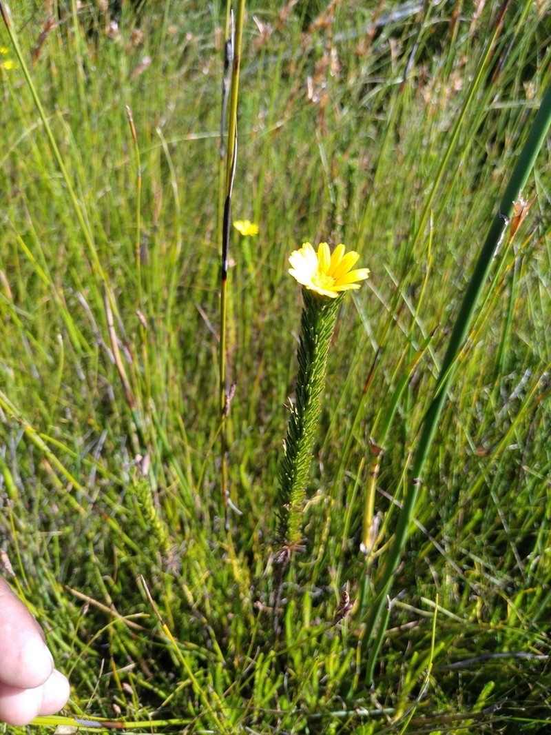 Ursinia quinquepartita