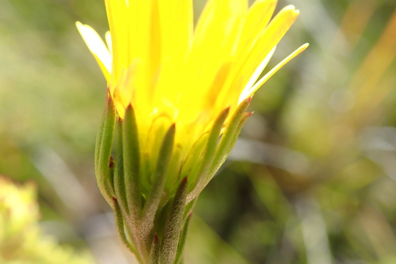 Ursinia quinquepartita photo 4