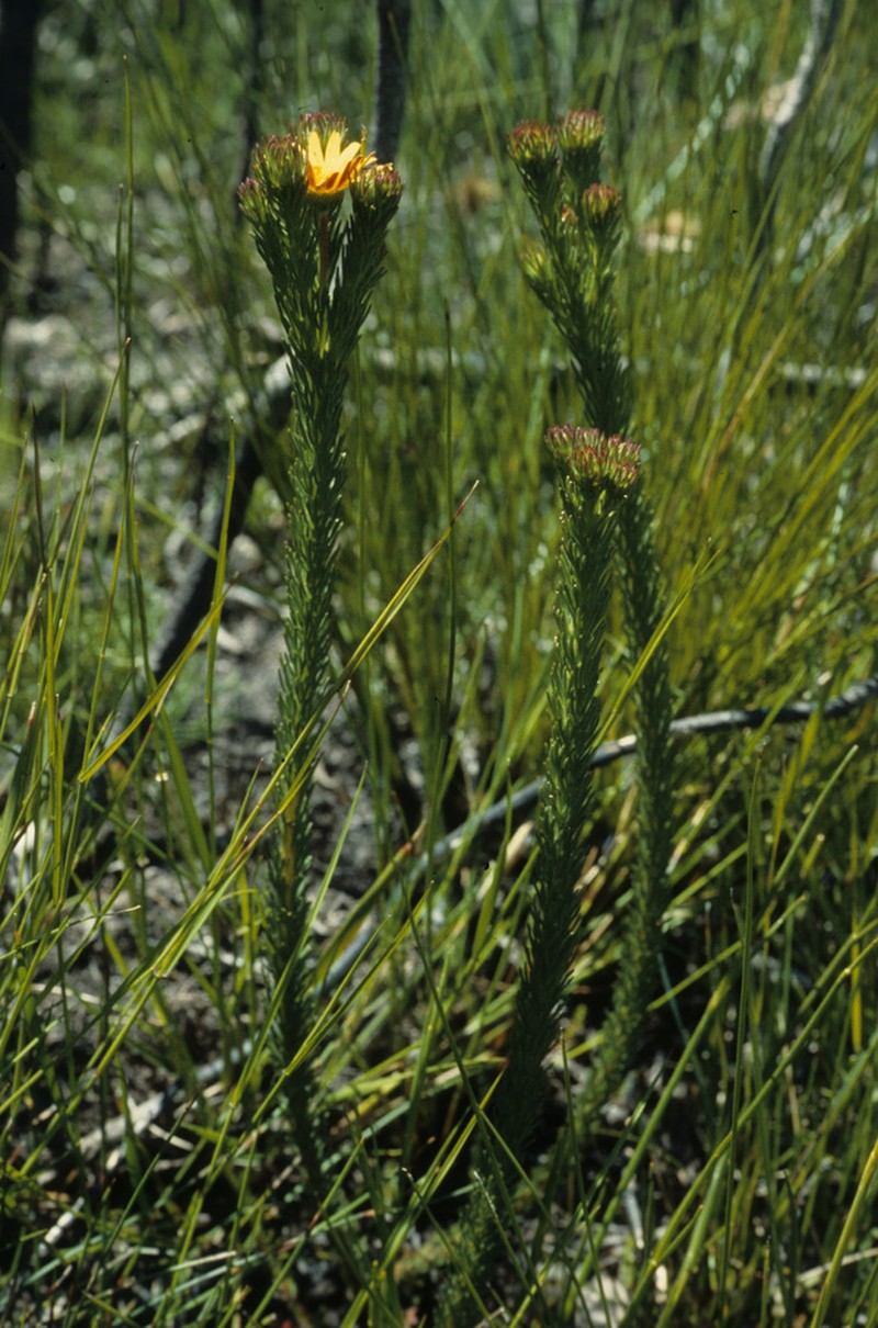 Ursinia quinquepartita photo 7