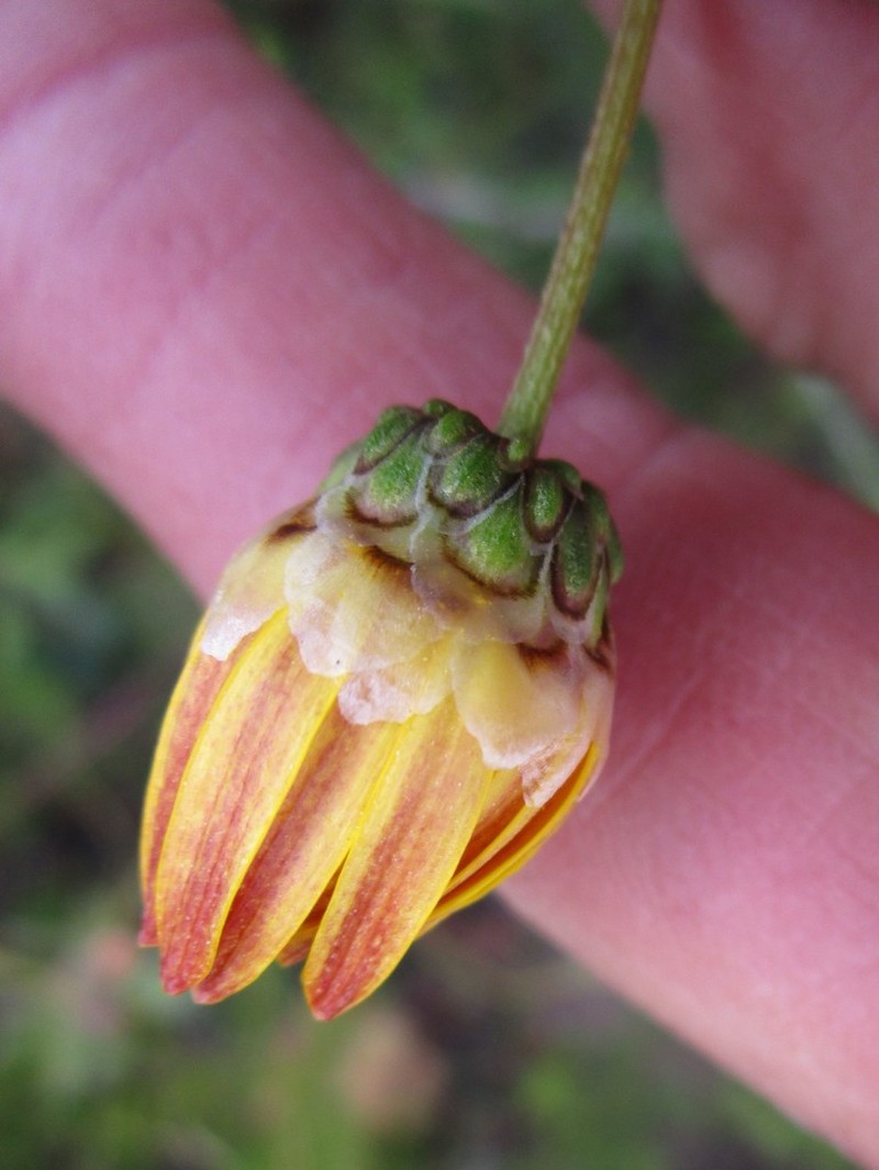 Ursinia rigidula