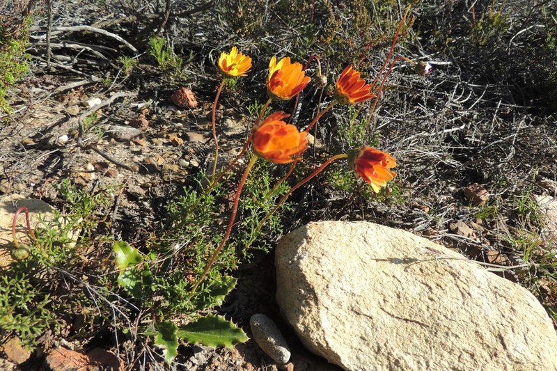 Ursinia rigidula photo 2