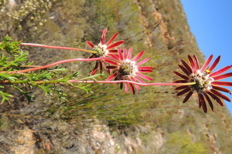 Ursinia rigidula photo 3