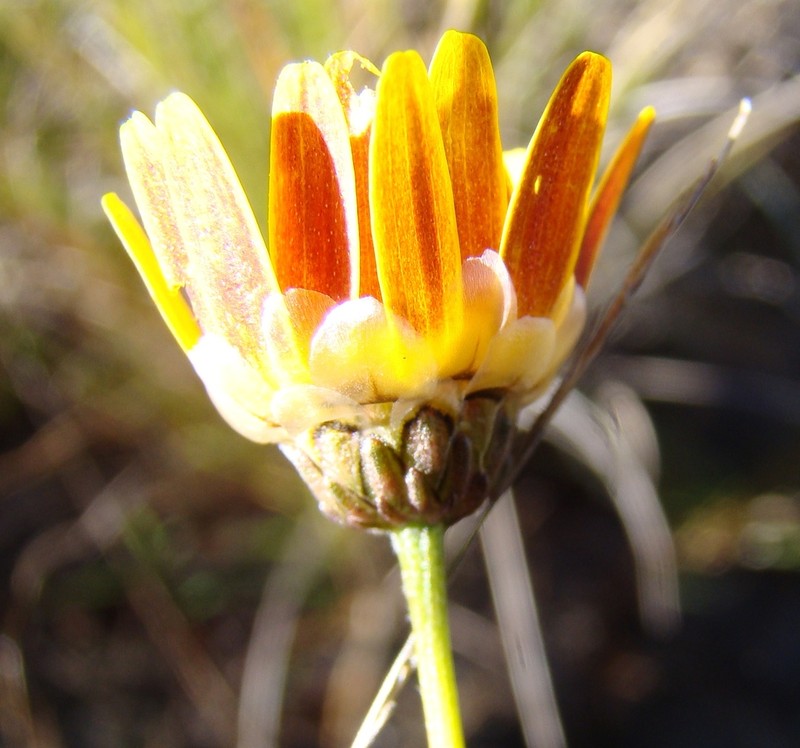 Ursinia rigidula photo 4