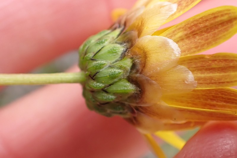 Ursinia rigidula photo 5