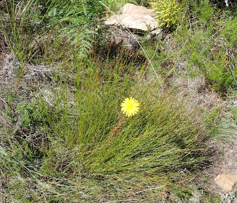 Ursinia rigidula photo 7