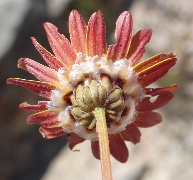 Ursinia rigidula photo 8