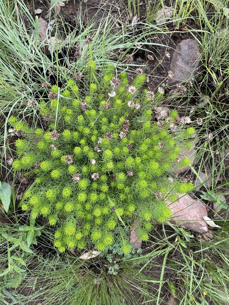 Ursinia saxatilis