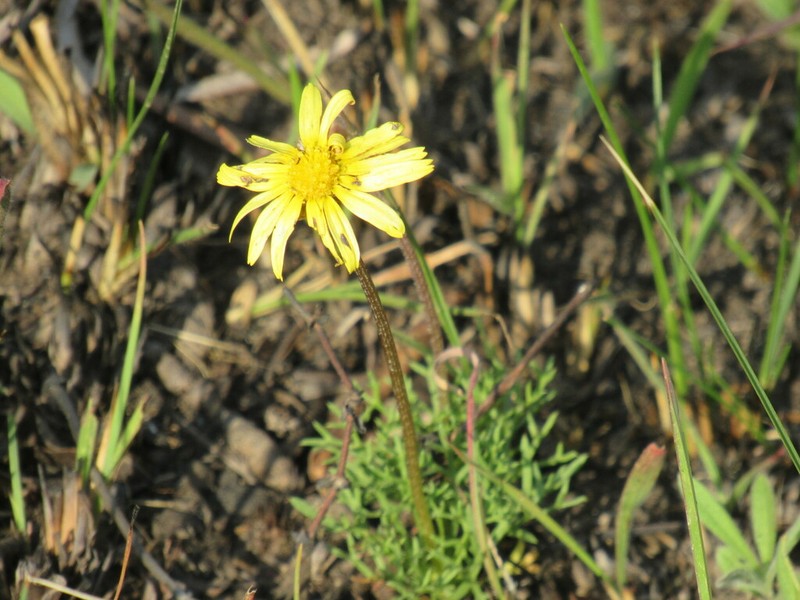 Ursinia saxatilis photo 2