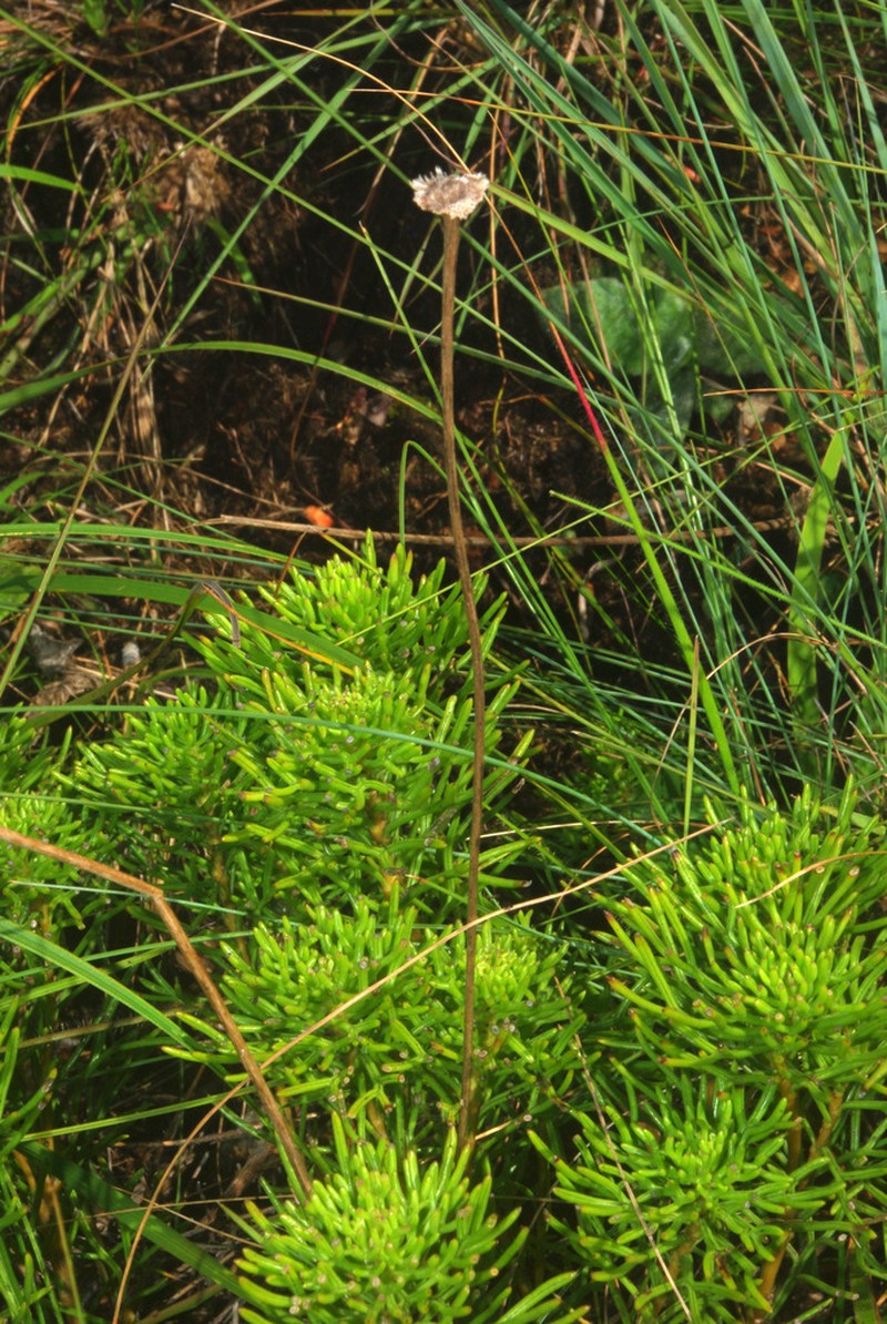 Ursinia saxatilis photo 3