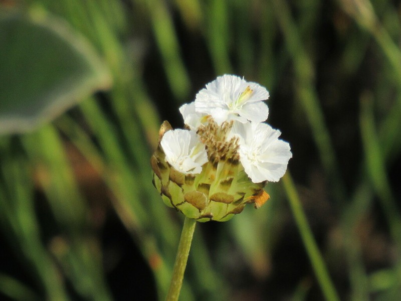 Ursinia saxatilis photo 4