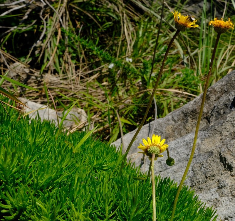 Ursinia saxatilis photo 5