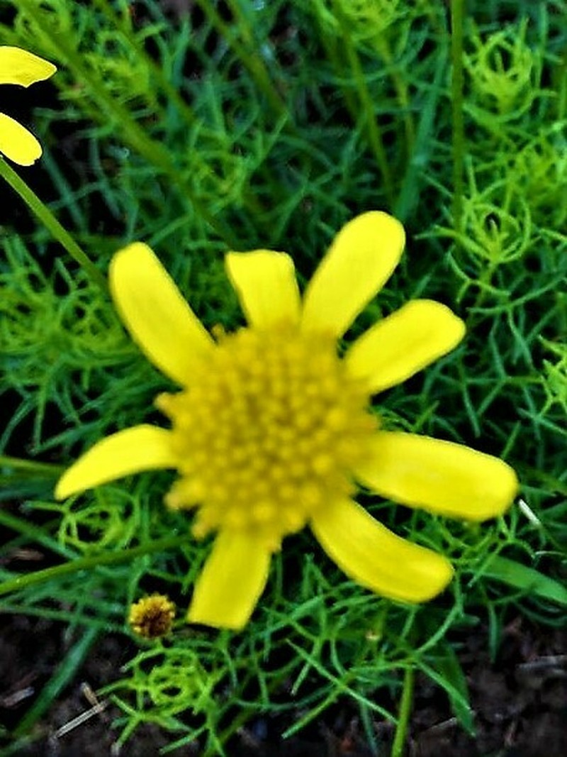 Ursinia saxatilis photo 6