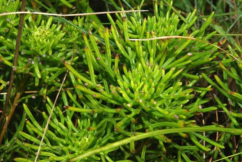 Ursinia saxatilis photo 7