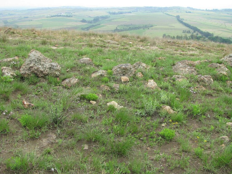 Ursinia saxatilis photo 8