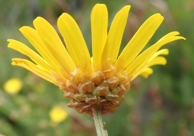 Ursinia scariosa