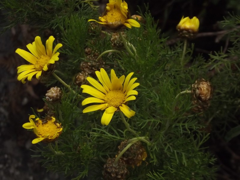 Ursinia scariosa photo 2