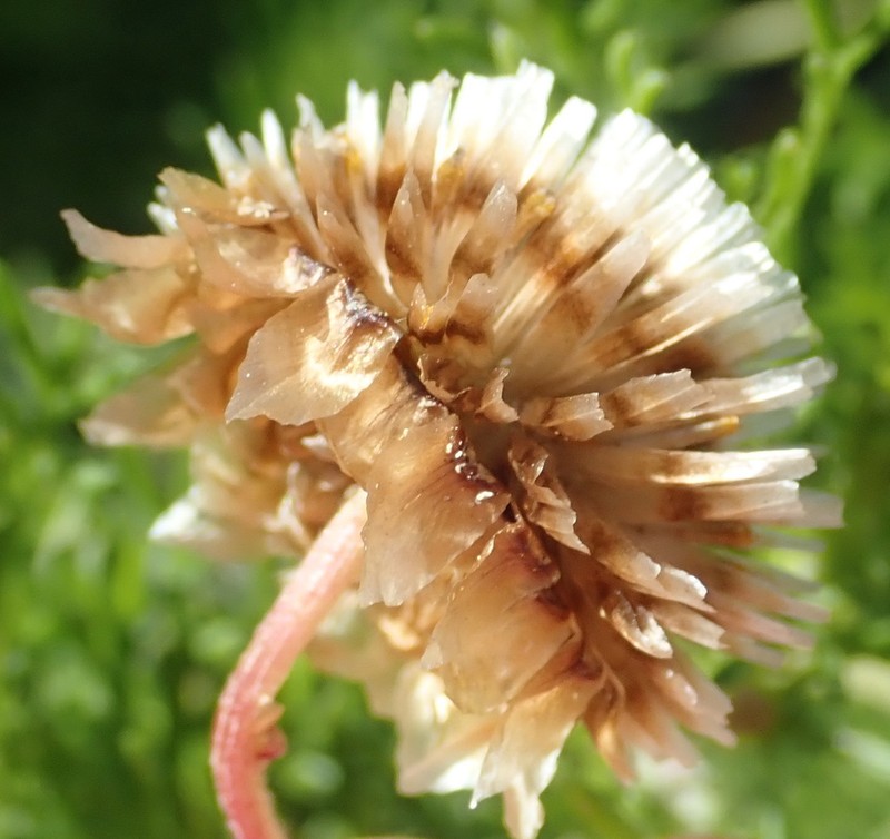 Ursinia scariosa photo 3
