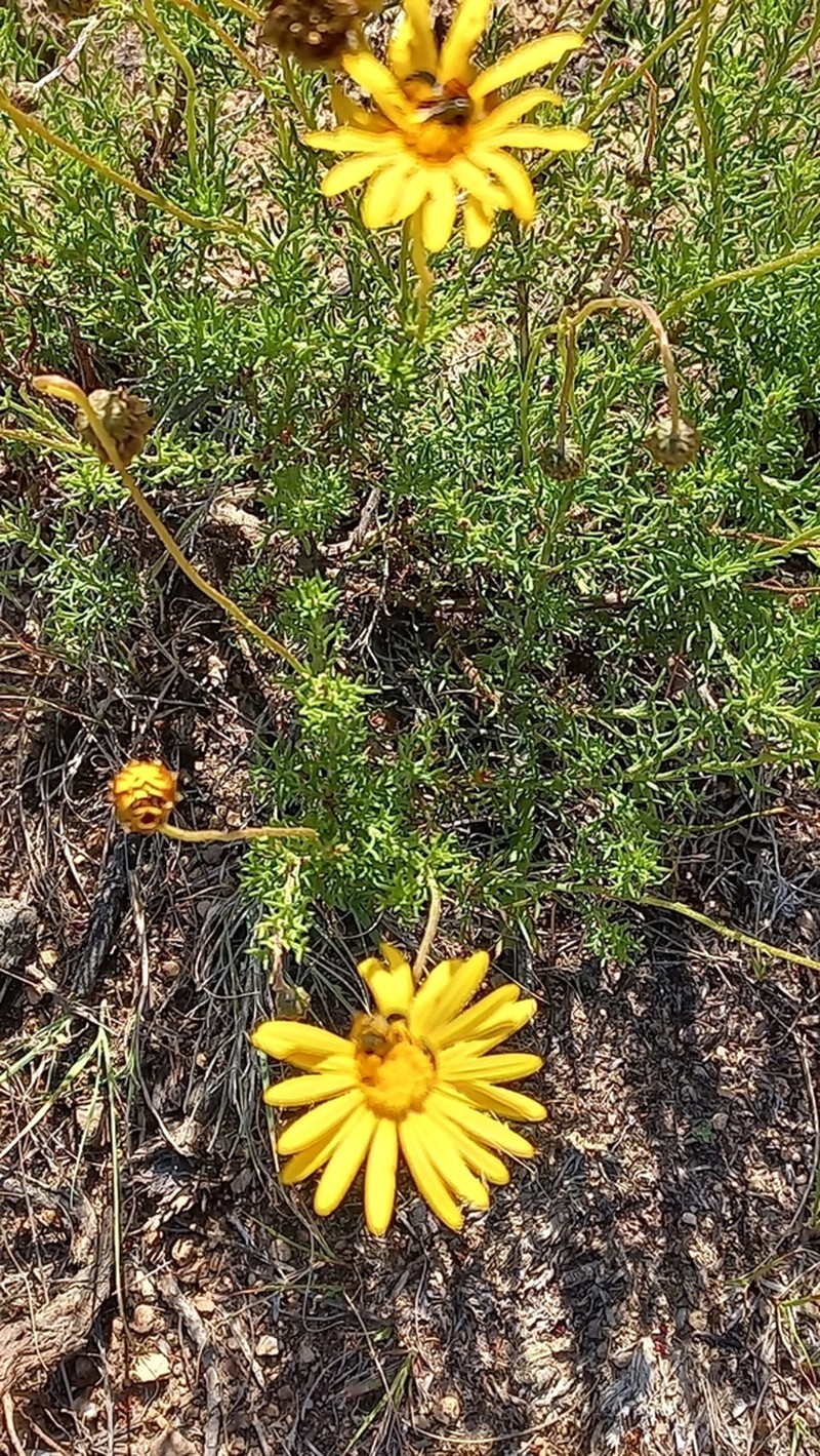 Ursinia scariosa photo 4