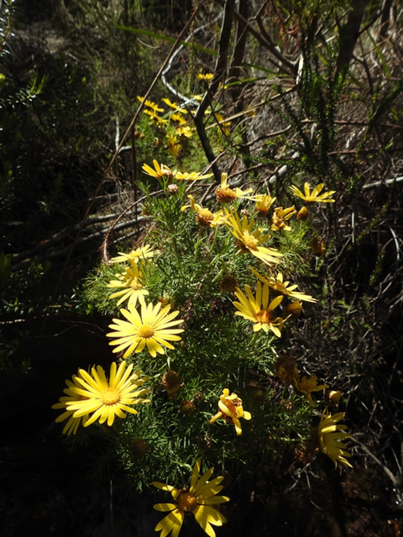 Ursinia scariosa photo 5