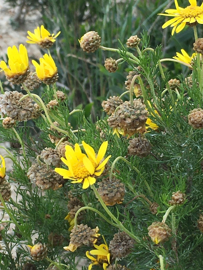 Ursinia scariosa photo 6