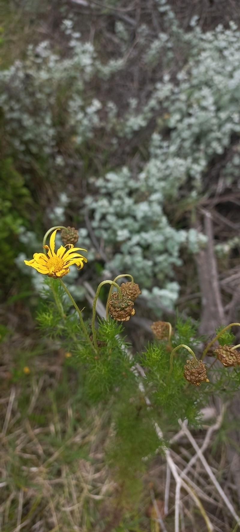Ursinia scariosa photo 7