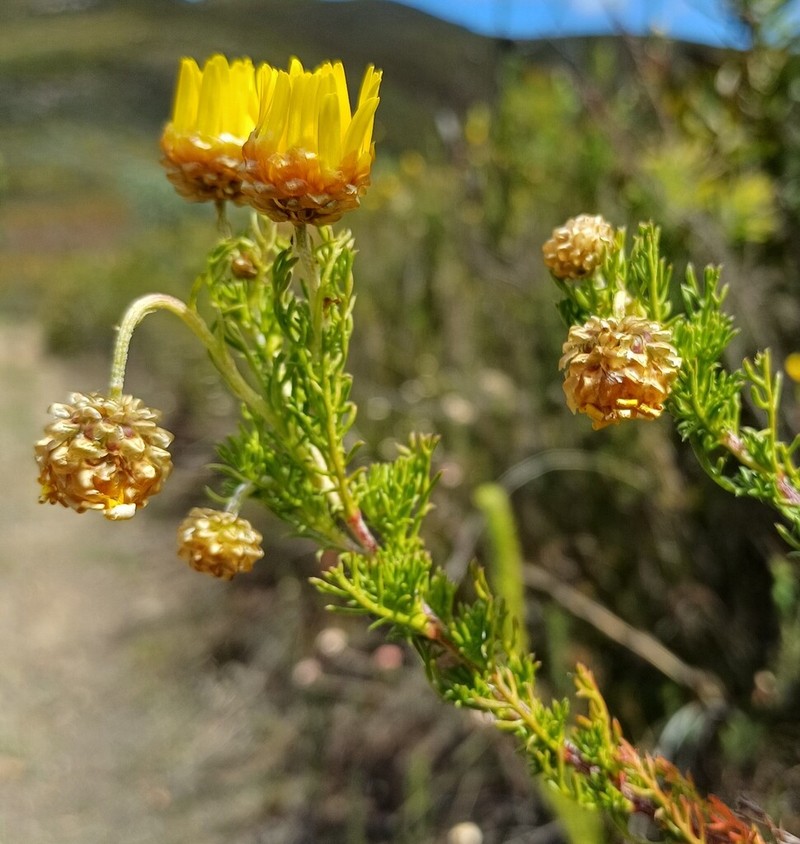 Ursinia scariosa photo 8