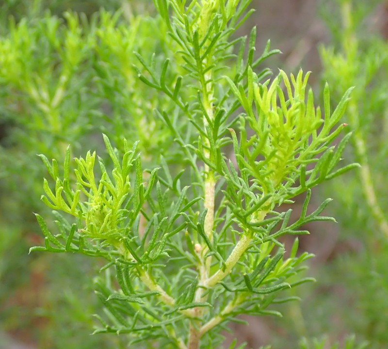 Ursinia scariosa subsp. scariosa