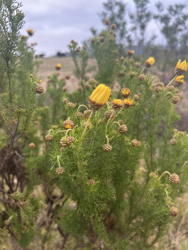 Ursinia scariosa subsp. scariosa photo 2