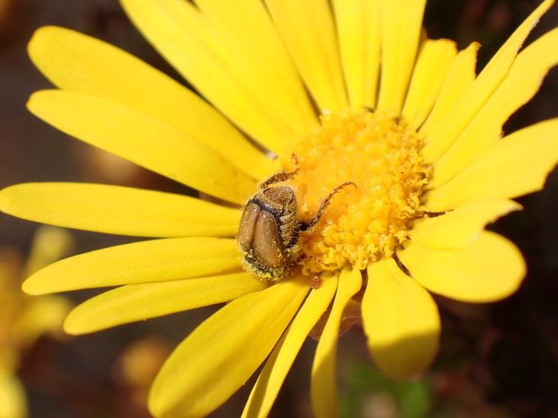 Ursinia scariosa subsp. scariosa photo 3