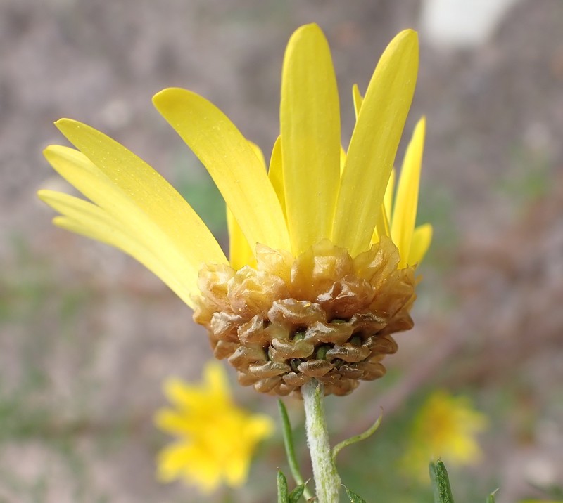 Ursinia scariosa subsp. scariosa photo 4