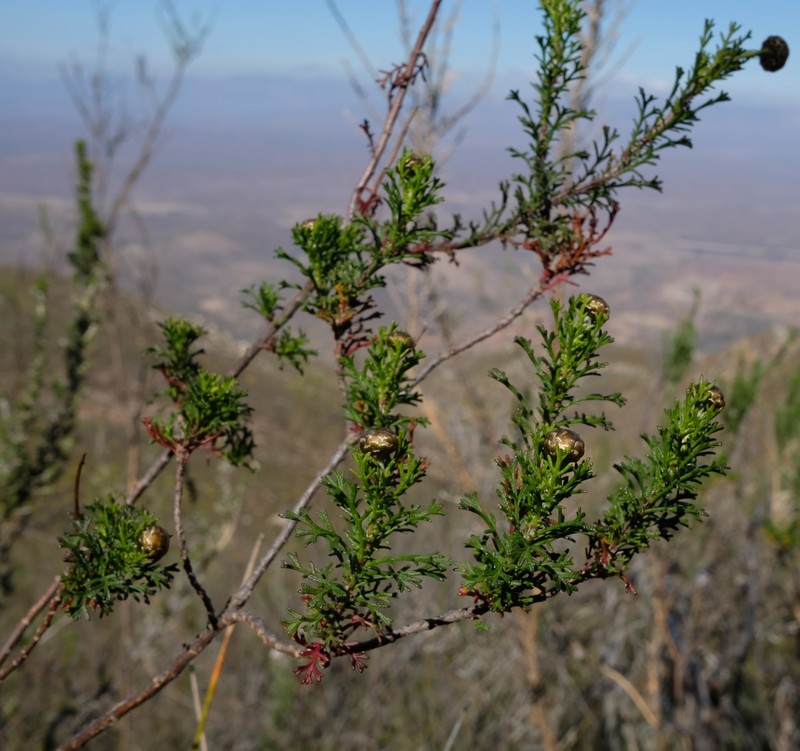 Ursinia scariosa subsp. subhirsuta