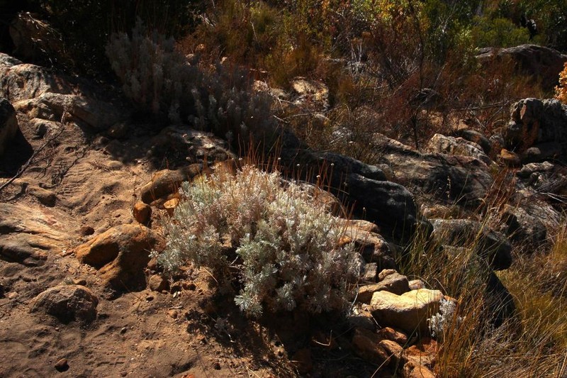 Ursinia sericea