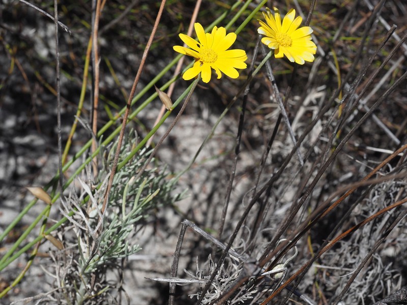 Ursinia sericea photo 2