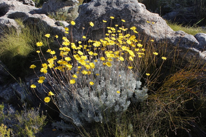Ursinia sericea photo 3