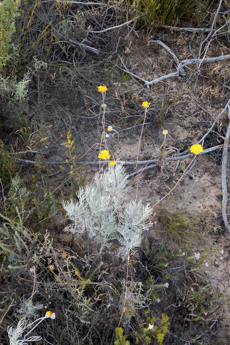 Ursinia sericea photo 4