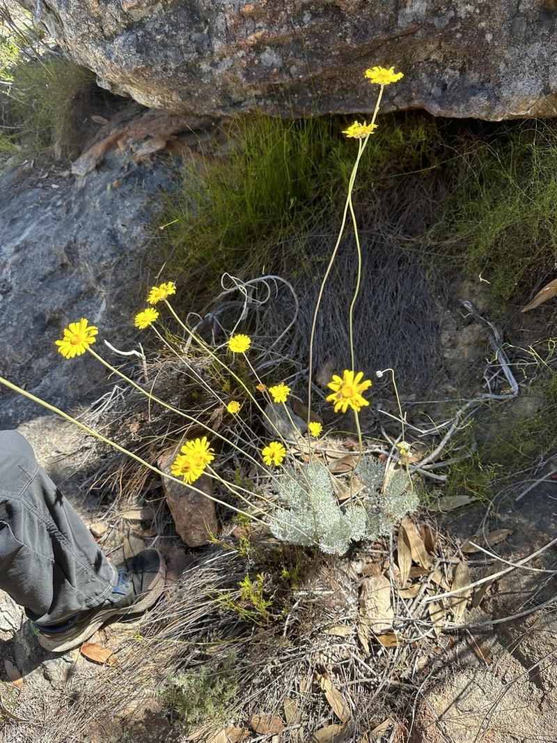 Ursinia sericea photo 5