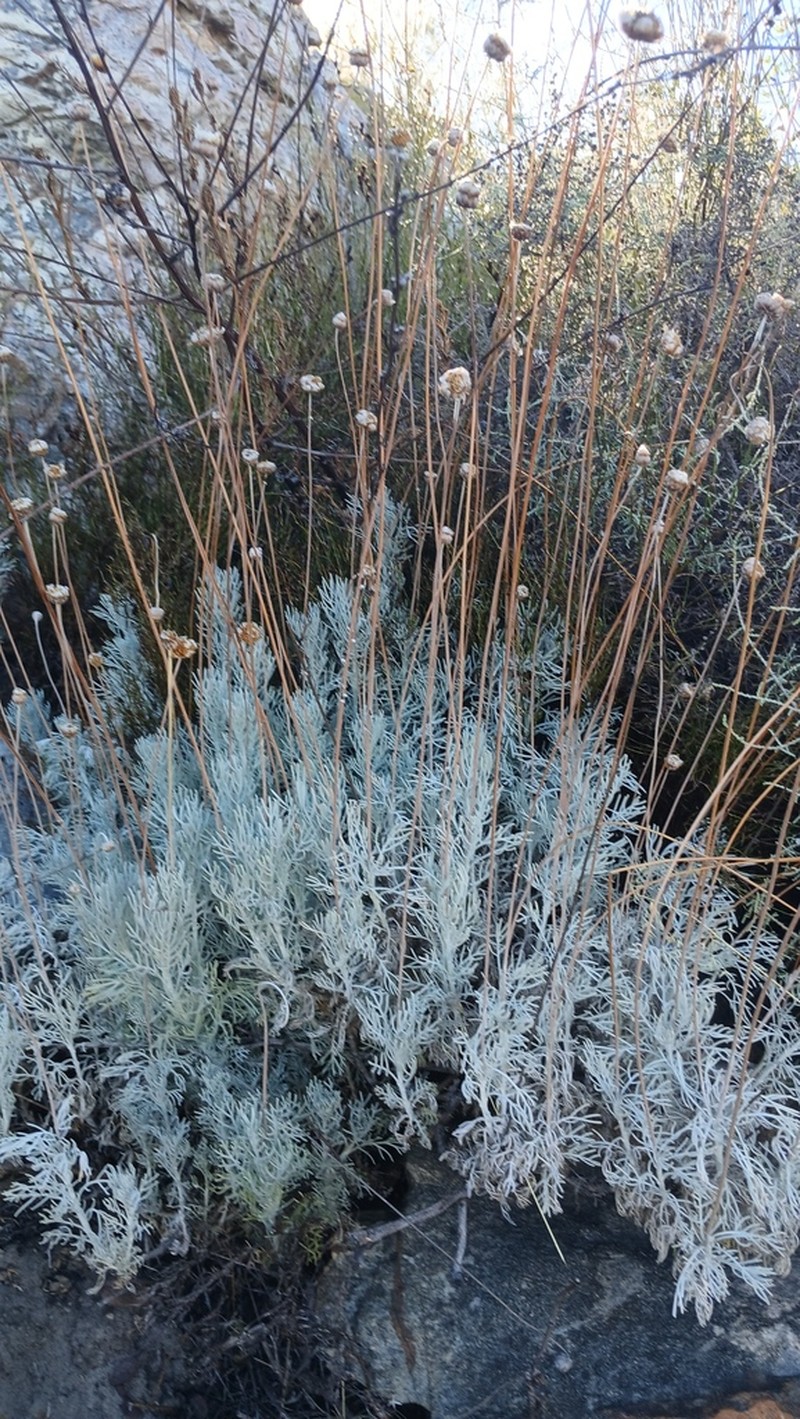 Ursinia sericea photo 6