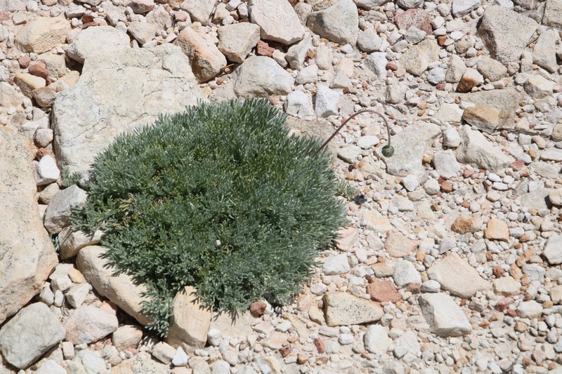 Ursinia sericea photo 7