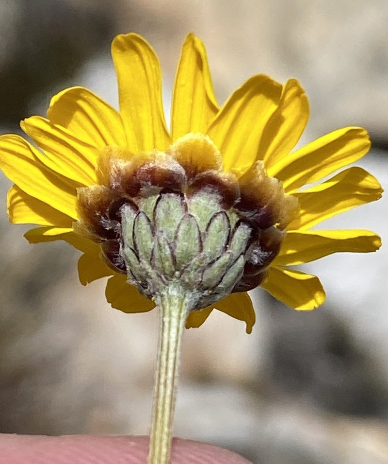 Ursinia sericea photo 8