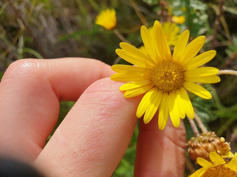 Ursinia serrata