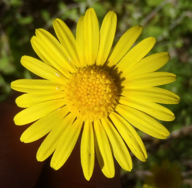 Ursinia serrata photo 2