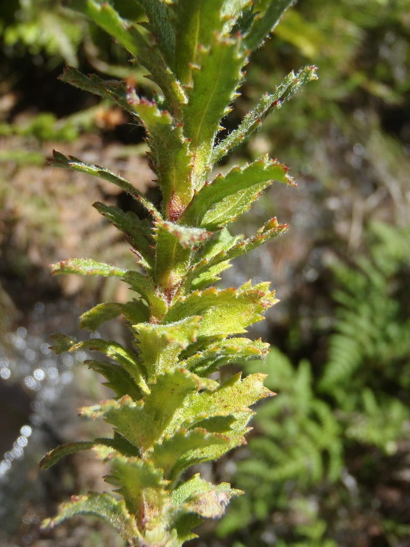 Ursinia serrata photo 3